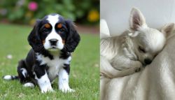 English Cocker Spaniel vs Tea Cup Chihuahua - Breed Comparison