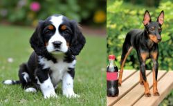 English Cocker Spaniel vs Toy Manchester Terrier - Breed Comparison