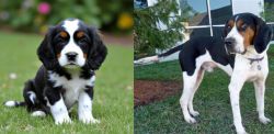English Cocker Spaniel vs Treeing Walker Coonhound - Breed Comparison