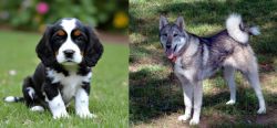 English Cocker Spaniel vs West Siberian Laika - Breed Comparison