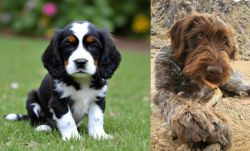 English Cocker Spaniel vs Wirehaired Pointing Griffon - Breed Comparison