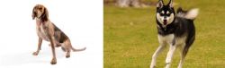 English Coonhound vs Alaskan Klee Kai - Breed Comparison