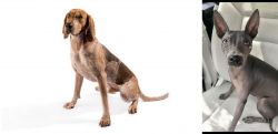 English Coonhound vs American Hairless Terrier - Breed Comparison