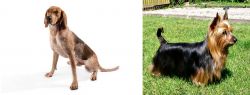 English Coonhound vs Australian Silky Terrier - Breed Comparison