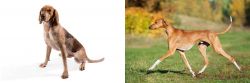 English Coonhound vs Azawakh - Breed Comparison