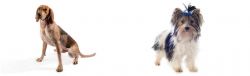 English Coonhound vs Biewer - Breed Comparison