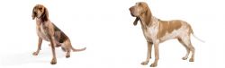 English Coonhound vs Bracco Italiano - Breed Comparison