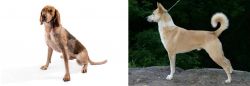 English Coonhound vs Canaan Dog - Breed Comparison