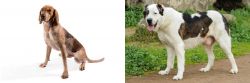 English Coonhound vs Central Asian Shepherd - Breed Comparison