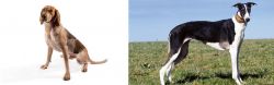 English Coonhound vs Chart Polski - Breed Comparison