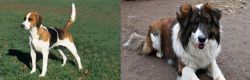 English Foxhound vs Aidi - Breed Comparison