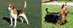 English Foxhound vs Australian Silky Terrier - Breed Comparison