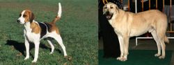 English Foxhound vs Central Anatolian Shepherd - Breed Comparison