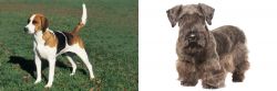 English Foxhound vs Cesky Terrier - Breed Comparison