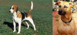 English Foxhound vs Combai - Breed Comparison
