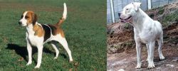 English Foxhound vs Dogo Guatemalteco - Breed Comparison