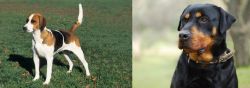 English Foxhound vs Rottweiler - Breed Comparison