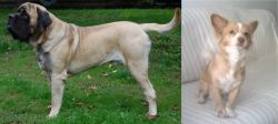 English Mastiff vs Alopekis - Breed Comparison