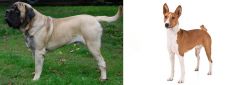English Mastiff vs Basenji - Breed Comparison