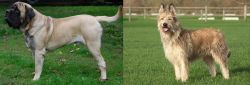 English Mastiff vs Berger Picard - Breed Comparison