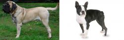 English Mastiff vs Boston Terrier - Breed Comparison