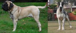 English Mastiff vs Bully Kutta - Breed Comparison