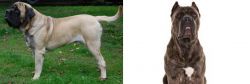 English Mastiff vs Cane Corso - Breed Comparison
