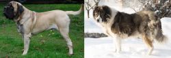 English Mastiff vs Caucasian Shepherd - Breed Comparison