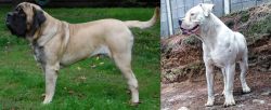 English Mastiff vs Dogo Guatemalteco - Breed Comparison