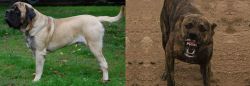 English Mastiff vs Dogo Sardesco - Breed Comparison