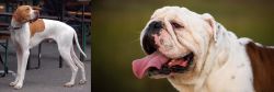 English Pointer vs English Bulldog - Breed Comparison