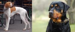 English Pointer vs Rottweiler - Breed Comparison