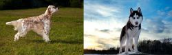 English Setter vs Alaskan Husky - Breed Comparison
