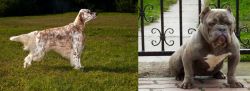 English Setter vs American Bully - Breed Comparison