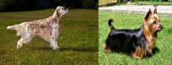 English Setter vs Australian Silky Terrier - Breed Comparison