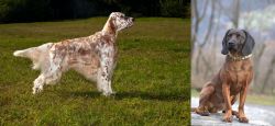 English Setter vs Bavarian Mountain Hound - Breed Comparison