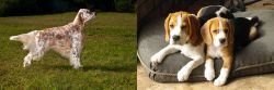 English Setter vs Beagle - Breed Comparison