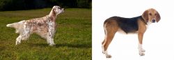 English Setter vs Beagle-Harrier - Breed Comparison