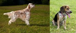 English Setter vs Bluetick Beagle - Breed Comparison