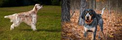 English Setter vs Bluetick Coonhound - Breed Comparison