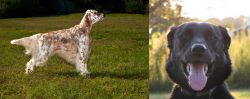 English Setter vs Borador - Breed Comparison
