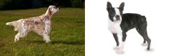 English Setter vs Boston Terrier - Breed Comparison