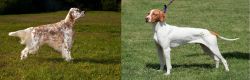 English Setter vs Braque Saint-Germain - Breed Comparison