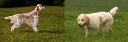 English Setter vs Briquet Griffon Vendeen - Breed Comparison