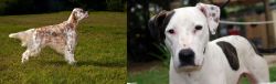 English Setter vs Bull Arab - Breed Comparison