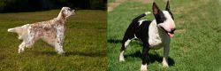 English Setter vs Bull Terrier Miniature - Breed Comparison