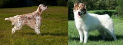 English Setter vs Canadian Eskimo Dog - Breed Comparison