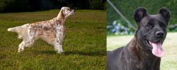 English Setter vs Cao Fila de Sao Miguel - Breed Comparison