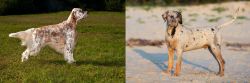 English Setter vs Catahoula Cur - Breed Comparison