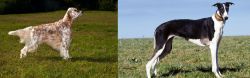 English Setter vs Chart Polski - Breed Comparison
